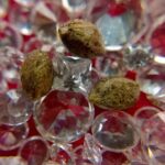 Seeds